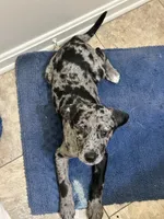 Misha, a female American Pit Bull Terrier for sale in Frederick, MD – 10 of 10