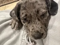 Misha, a female American Pit Bull Terrier for sale in Frederick, MD – 9 of 10