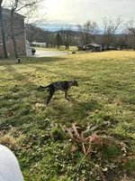 Misha, a female American Pit Bull Terrier for sale in Frederick, MD – 2 of 10
