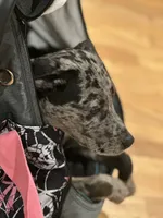 Misha, a female American Pit Bull Terrier for sale in Frederick, MD – 4 of 10