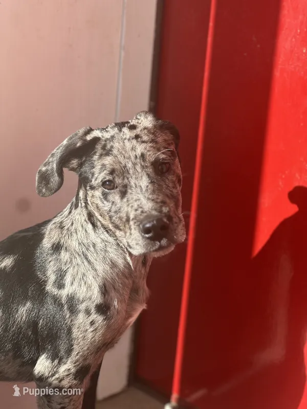 Misha – American Pit Bull Terrier puppy for sale in Frederick, MD