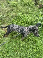 Misha, a female American Pit Bull Terrier for sale in Frederick, MD – 7 of 10
