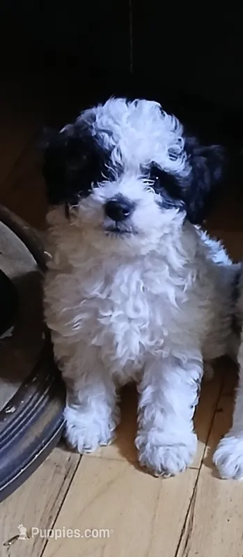 Boy 1 – Havapoo puppy for sale in Johnston City, IL