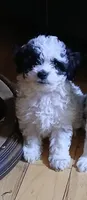 Boy 1, a male Havapoo for sale in Johnston City, IL – 1 of 9