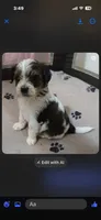 Boy 2, a male Havapoo for sale in Johnston City, IL – 2 of 10