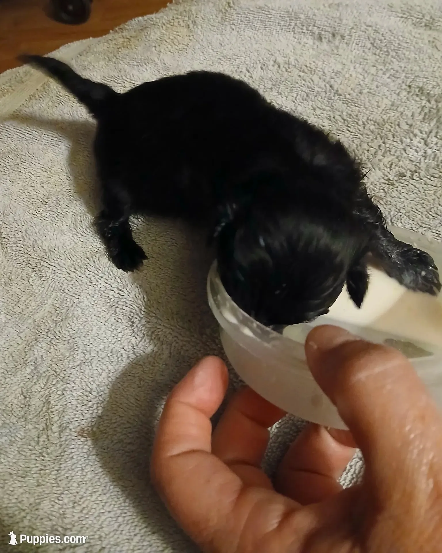 STARLIGHT, a female Havapoo for sale in Johnston City, IL – 2 of 8