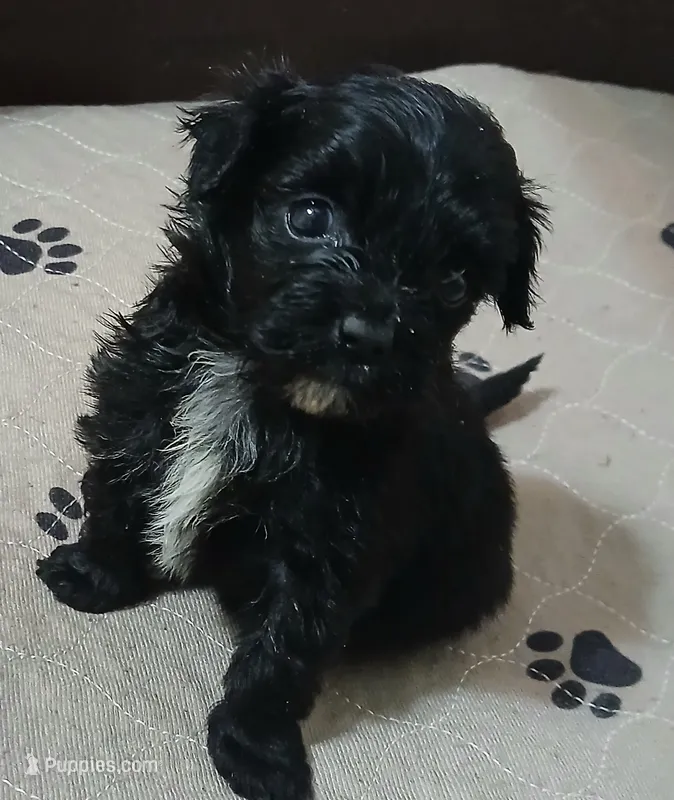 STARLIGHT – Havapoo puppy for sale in Johnston City, IL