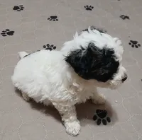 Lil BoyBoo, a male Havapoo for sale in Johnston City, IL – 1 of 10