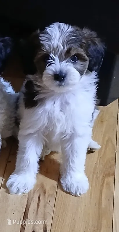 Boy 2 – Havapoo puppy for sale in Johnston City, IL