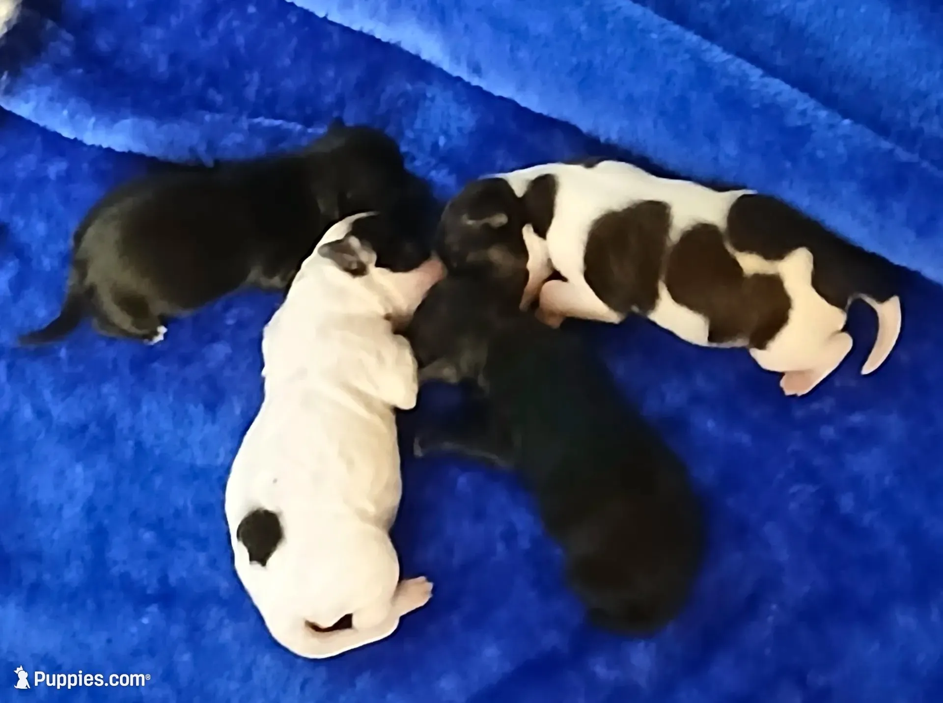 STARLIGHT, a female Havapoo for sale in Johnston City, IL – 3 of 5