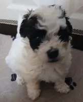 Lil BoyBoo, a male Havapoo for sale in Johnston City, IL – 3 of 10