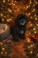 STARLIGHT, a female Havapoo for sale in Johnston City, IL – 4 of 8