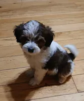 Boy 2, a male Havapoo for sale in Johnston City, IL – 5 of 10
