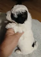 Lil BoyBoo, a male Havapoo for sale in Johnston City, IL – 7 of 10
