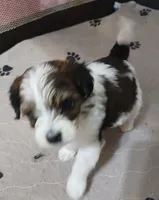 Boy 2, a male Havapoo for sale in Johnston City, IL – 4 of 10
