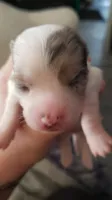 Puppy 7, a female Chihuahua for sale in Starke, FL – 2 of 4