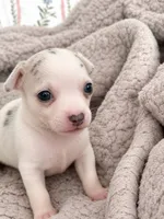 Puppy 8, a male Chihuahua for sale in Jacksonville, FL – 2 of 10