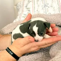 Puppy 9, a female Chihuahua for sale in Jacksonville, FL – 2 of 10