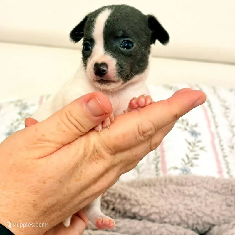 Puppy 10 – Chihuahua puppy for sale in Jacksonville, FL