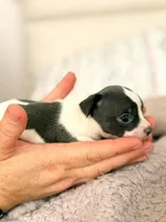 Puppy 9, a female Chihuahua for sale in Jacksonville, FL – 4 of 10