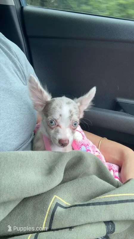 Puppy 5 – Chihuahua puppy for sale in Starke, FL