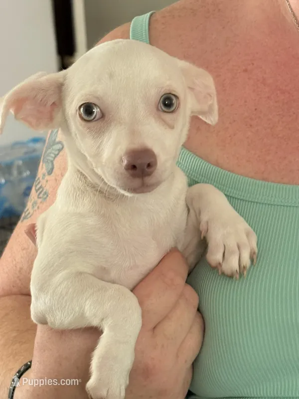 Puppy 6 – Chihuahua puppy for sale in Starke, FL