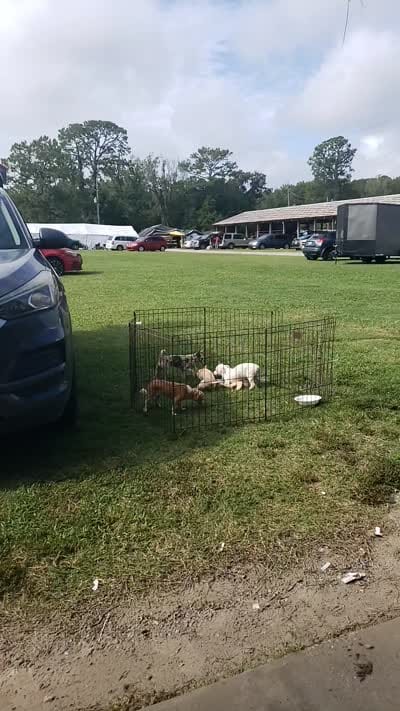 Puppy 2, a female Chihuahua for sale in Starke, FL – 6 of 7