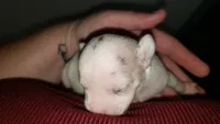 Puppy 8, a male Chihuahua for sale in Starke, FL – 5 of 5