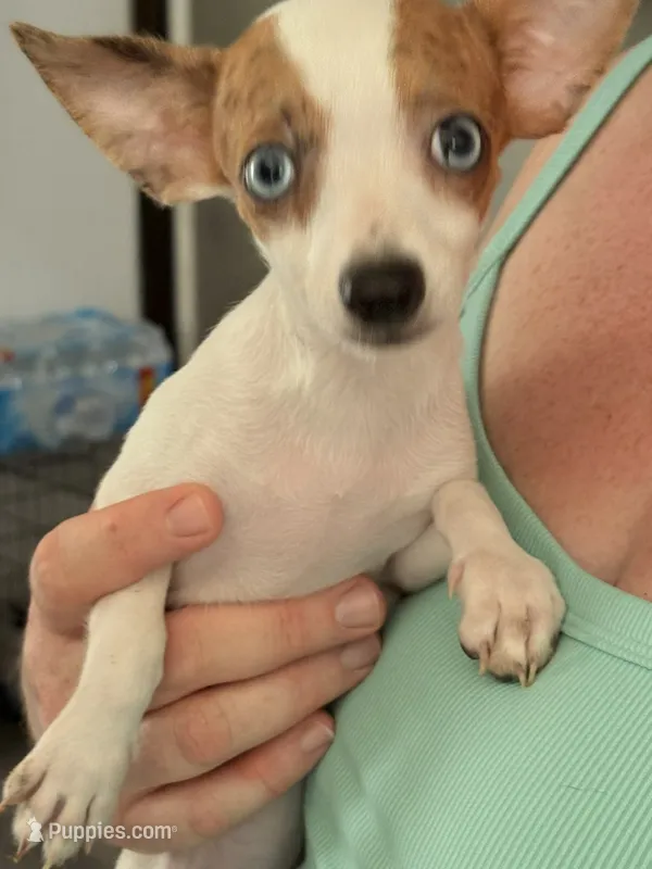 Puppy 4 – Chihuahua puppy for sale in Starke, FL