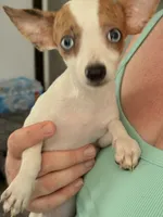 Puppy 4, a male Chihuahua for sale in Starke, FL – 1 of 9