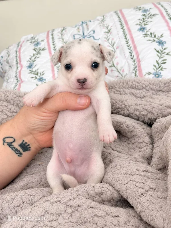 Puppy 8 – Chihuahua puppy for sale in Jacksonville, FL