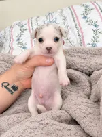 Puppy 8, a male Chihuahua for sale in Jacksonville, FL – 1 of 10