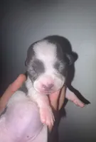 Puppy 9, a female Chihuahua for sale in Starke, FL – 2 of 4