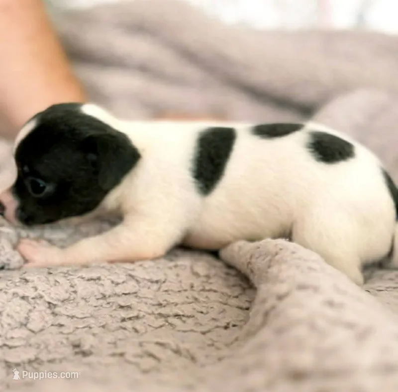 Puppy 10 – Chihuahua puppy for sale in Jacksonville, FL
