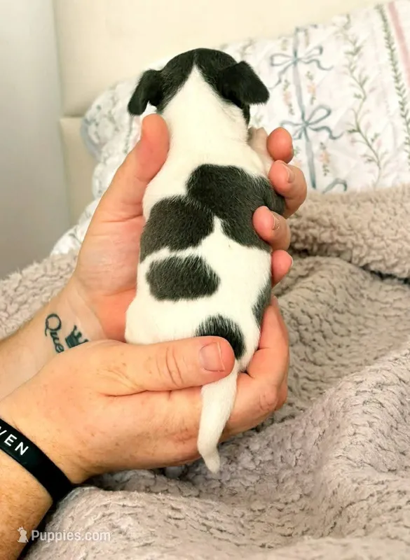 Puppy 9 – Chihuahua puppy for sale in Jacksonville, FL