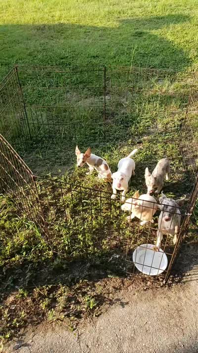 Puppy 1, a male Chihuahua for sale in Starke, FL – 6 of 7