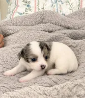 Puppy 7, a female Chihuahua for sale in Jacksonville, FL – 2 of 10