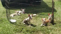 Puppy 1, a male Chihuahua for sale in Starke, FL – 4 of 7