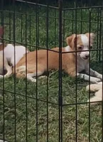 Puppy 3, a female Chihuahua for sale in Starke, FL – 3 of 7