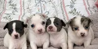 Puppy 7, a female Chihuahua for sale in Jacksonville, FL – 5 of 10