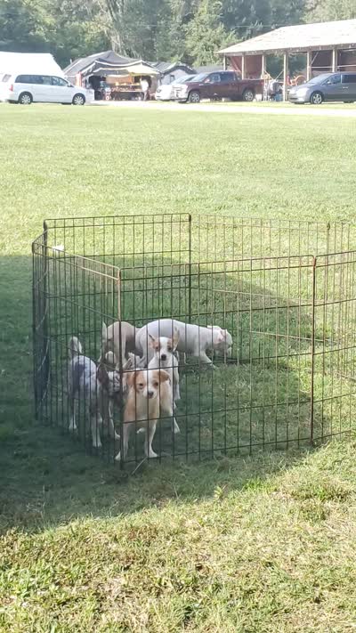Puppy 2, a female Chihuahua for sale in Starke, FL – 7 of 7
