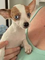 Puppy 4, a male Chihuahua for sale in Starke, FL – 2 of 9