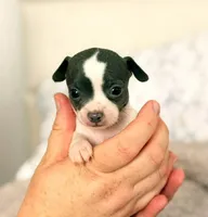 Puppy 9, a female Chihuahua for sale in Jacksonville, FL – 3 of 10