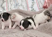 Puppy 7, a female Chihuahua for sale in Jacksonville, FL – 6 of 10