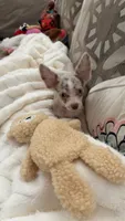 Puppy 5, a female Chihuahua for sale in Starke, FL – 2 of 7