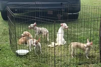 Puppy 2, a female Chihuahua for sale in Starke, FL – 5 of 7