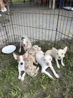 Puppy 5, a female Chihuahua for sale in Starke, FL – 4 of 7