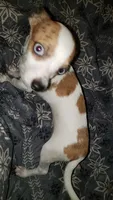 Puppy 4, a male Chihuahua for sale in Jacksonville, FL – 7 of 10