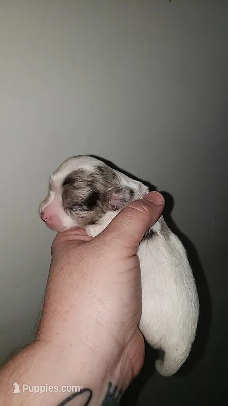 Puppy 7 – Chihuahua puppy for sale in Starke, FL