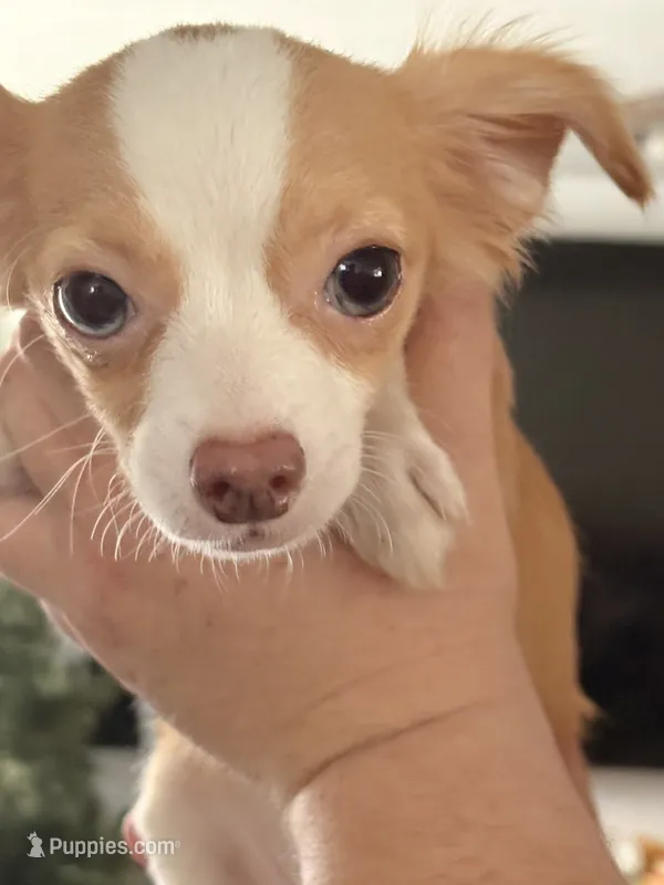 Puppy 3 – Chihuahua puppy for sale in Starke, FL